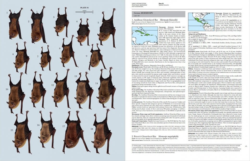 HANDBOOK OF THE MAMMALS OF THE WORLD. VOL. 9 BATS 2