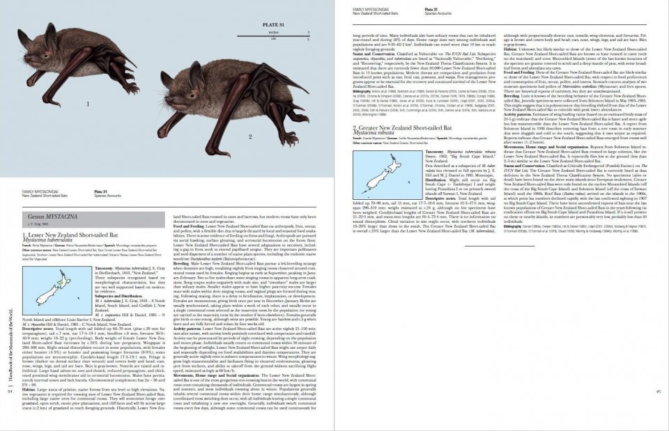 HANDBOOK OF THE MAMMALS OF THE WORLD. VOL. 9 BATS 3