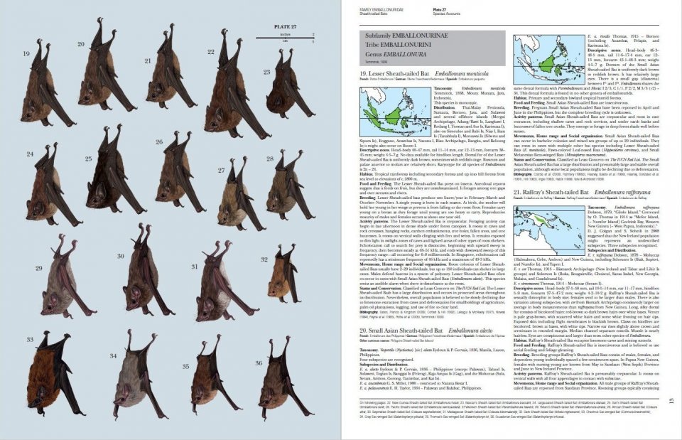 HANDBOOK OF THE MAMMALS OF THE WORLD. VOL. 9 BATS 5