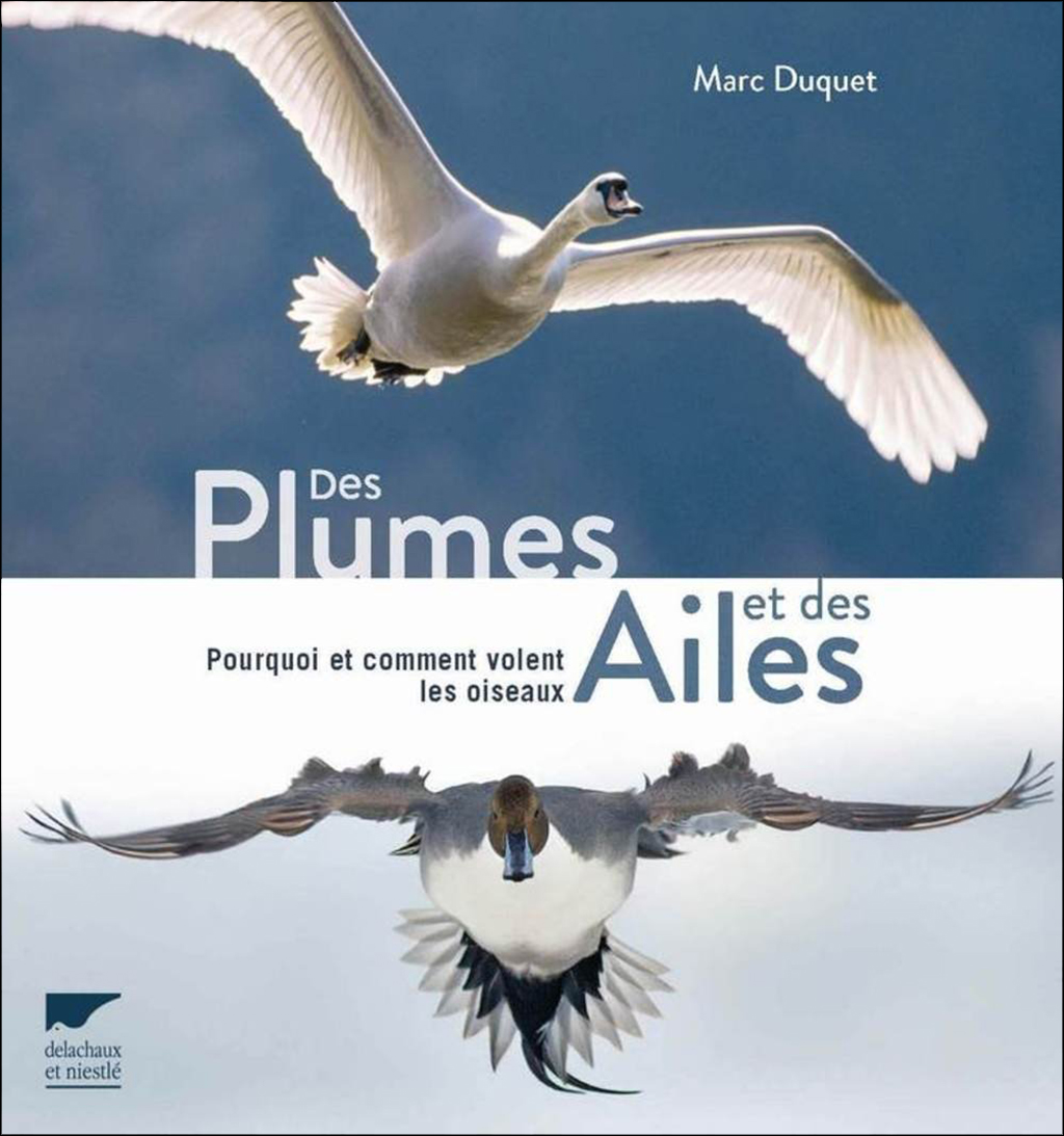 DES PLUMES ET DES AILES. POURQUOI ET COMMENT VOLENT LES OISEAUX