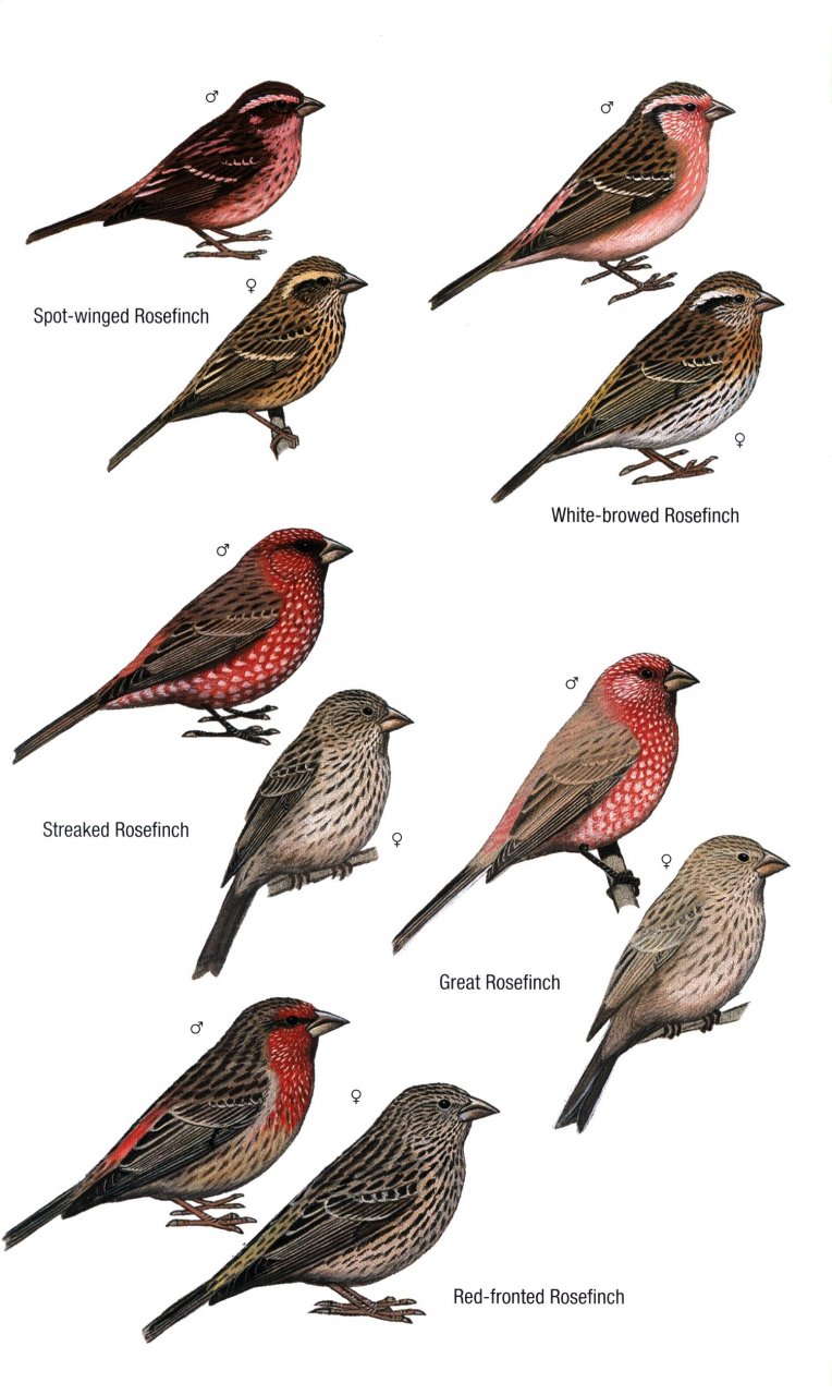 HELM FIELD GUIDES. BIRDS OF BHUTAN AND THE EASTERN HIMALAYAS 3