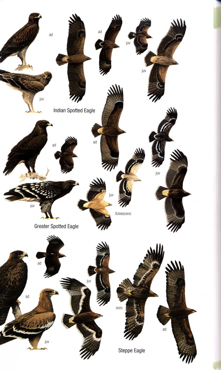 HELM FIELD GUIDES. BIRDS OF BHUTAN AND THE EASTERN HIMALAYAS 5