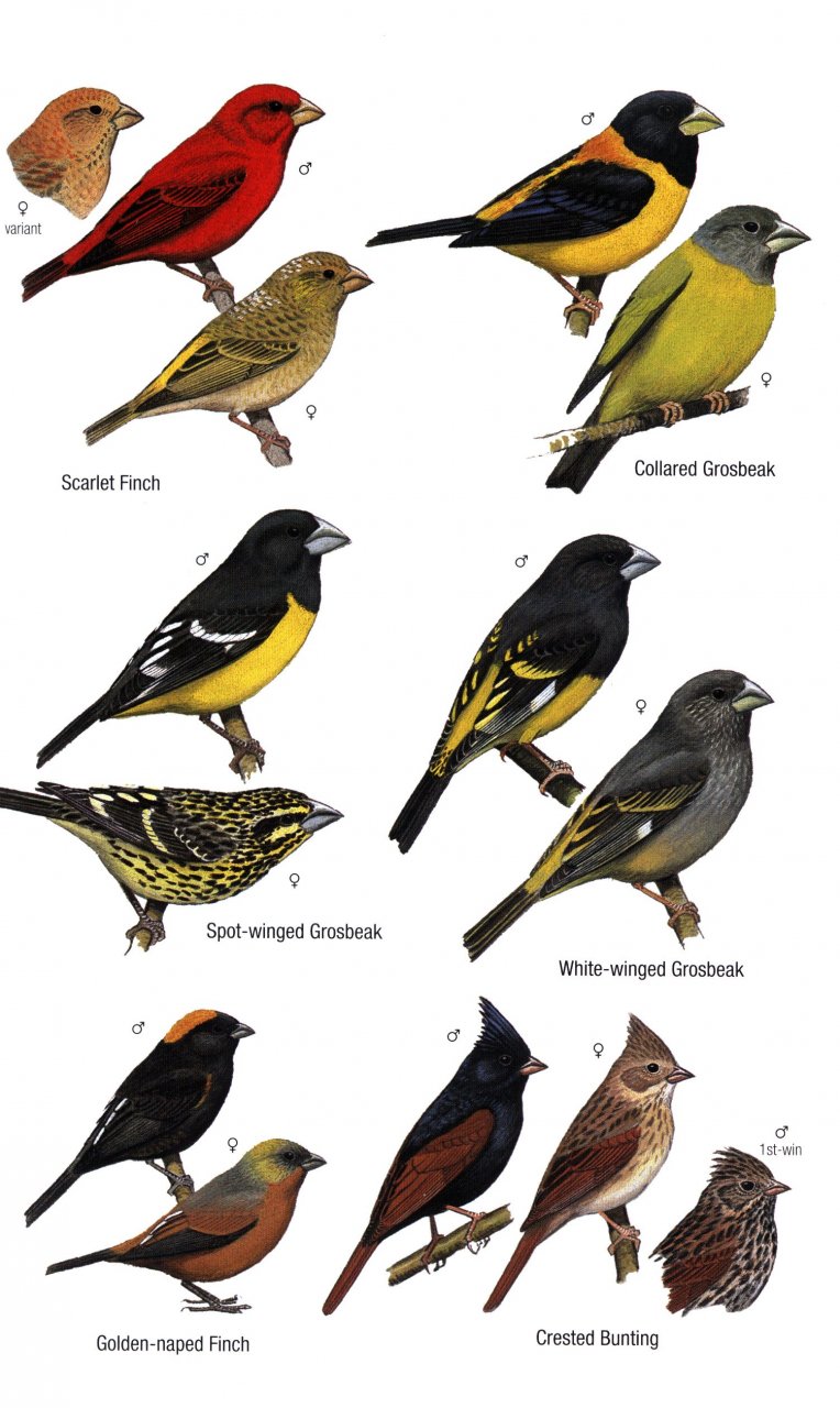 HELM FIELD GUIDES. BIRDS OF BHUTAN AND THE EASTERN HIMALAYAS 6