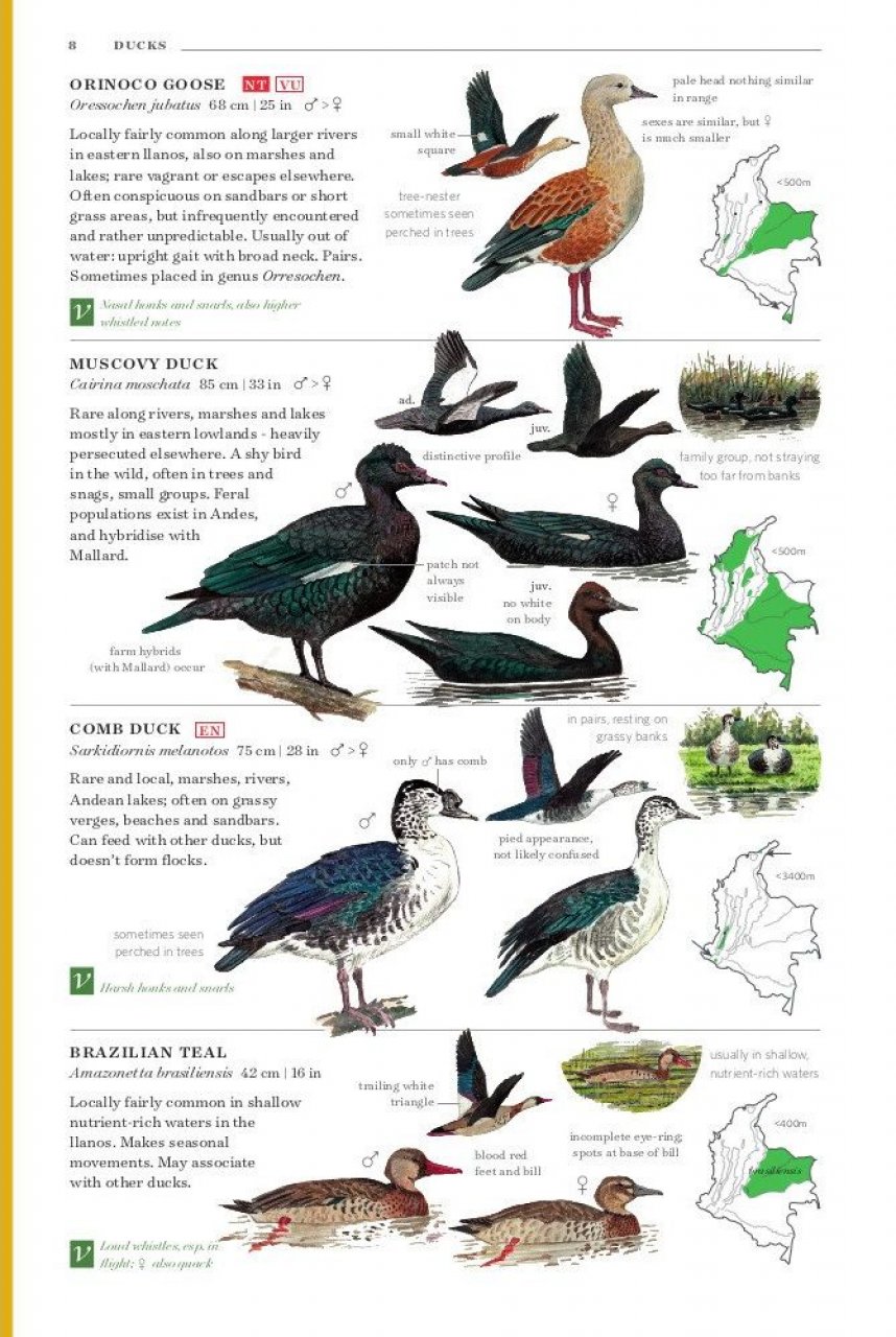 FIELD GUIDE TO THE BIRDS OF COLOMBIA 2