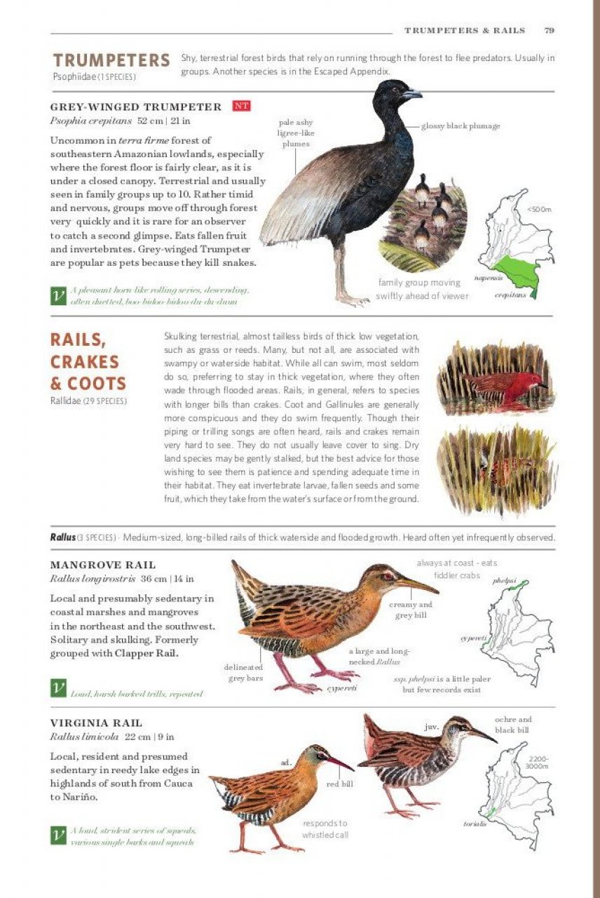 FIELD GUIDE TO THE BIRDS OF COLOMBIA 3
