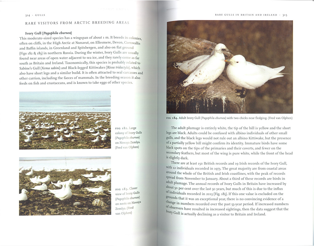 GULLS. THE NEW NATURALIST LIBRARY 4