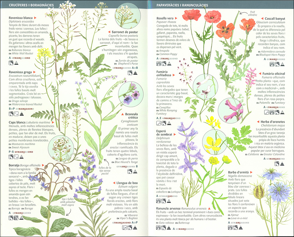 101 FLORS DE CAMP, DE MARGES I VORES DE CATALUNYA QUE CAL CONÈIXER. MINIGUIA DE CAMP                                                                   2
