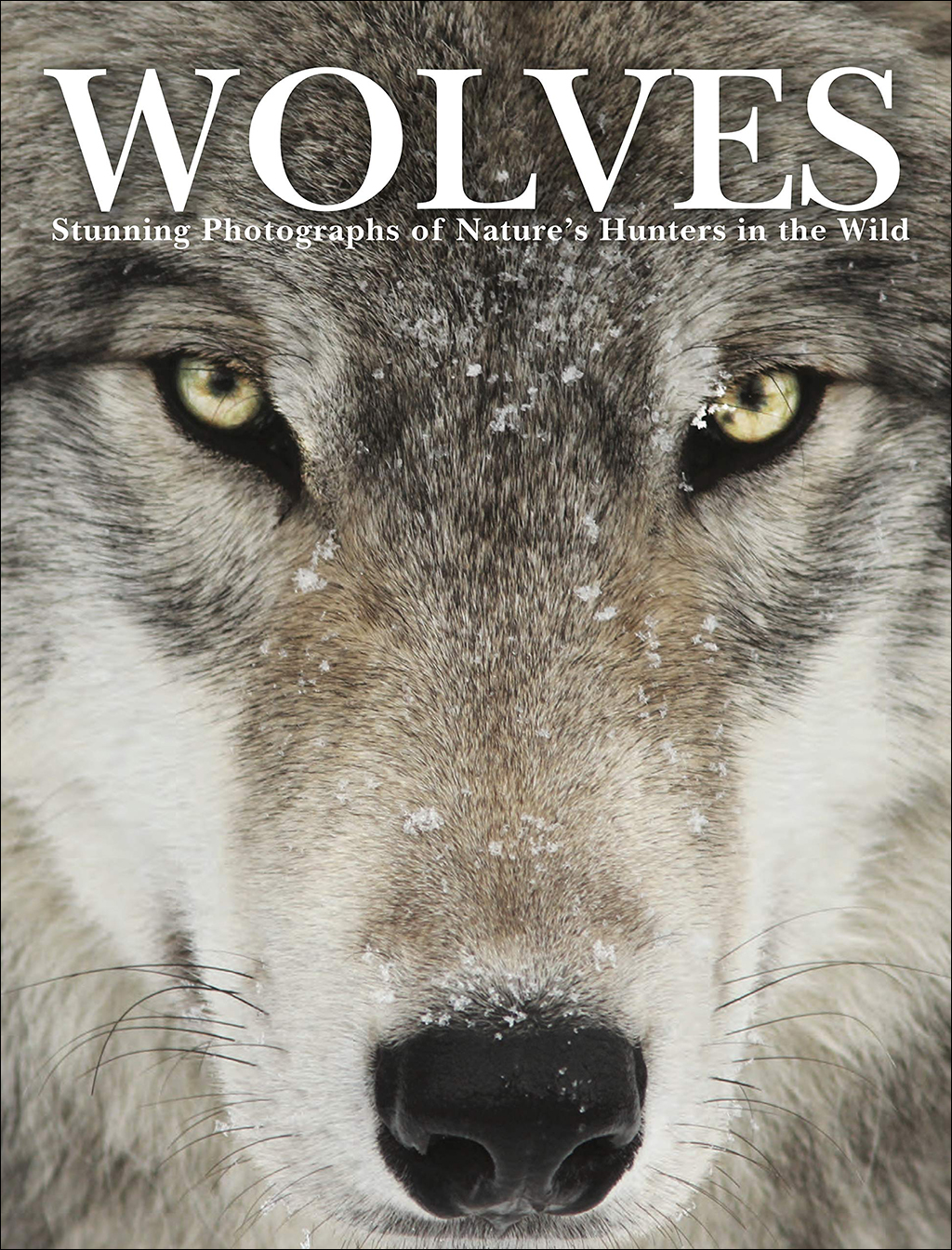 WOLVES STUNNING PHOTOGRAPHS OF NATURE'S HUNTERS IN THE WILD