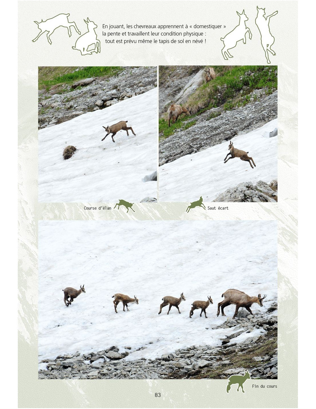 LE CHAMOIS. BIOLOGIE ET ÉCOLOGIE. ÉTUDES DANS LE MASSIF DES BAUGES 5