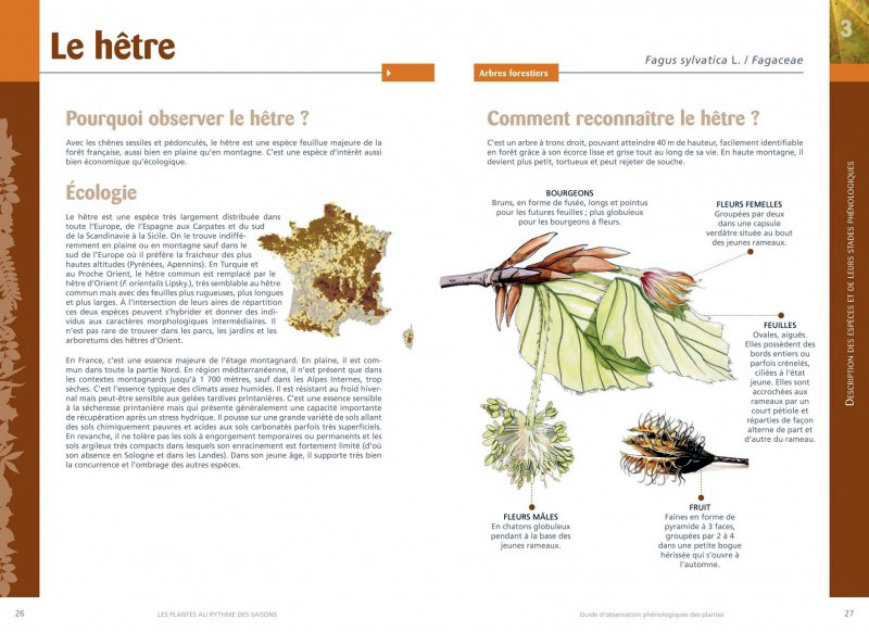 LES PLANTES AU RYTHME DES SAISONS 2