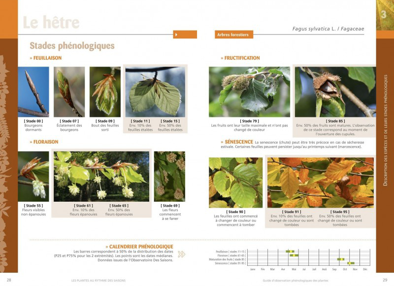 LES PLANTES AU RYTHME DES SAISONS 3