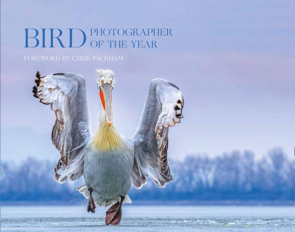 BIRD PHOTOGRAPHER OF THE YEAR. COLLECTION 4