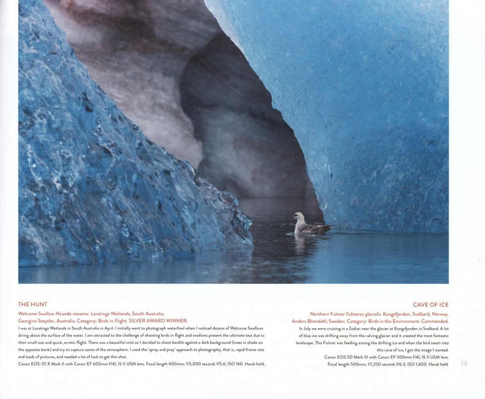BIRD PHOTOGRAPHER OF THE YEAR. COLLECTION 4 2
