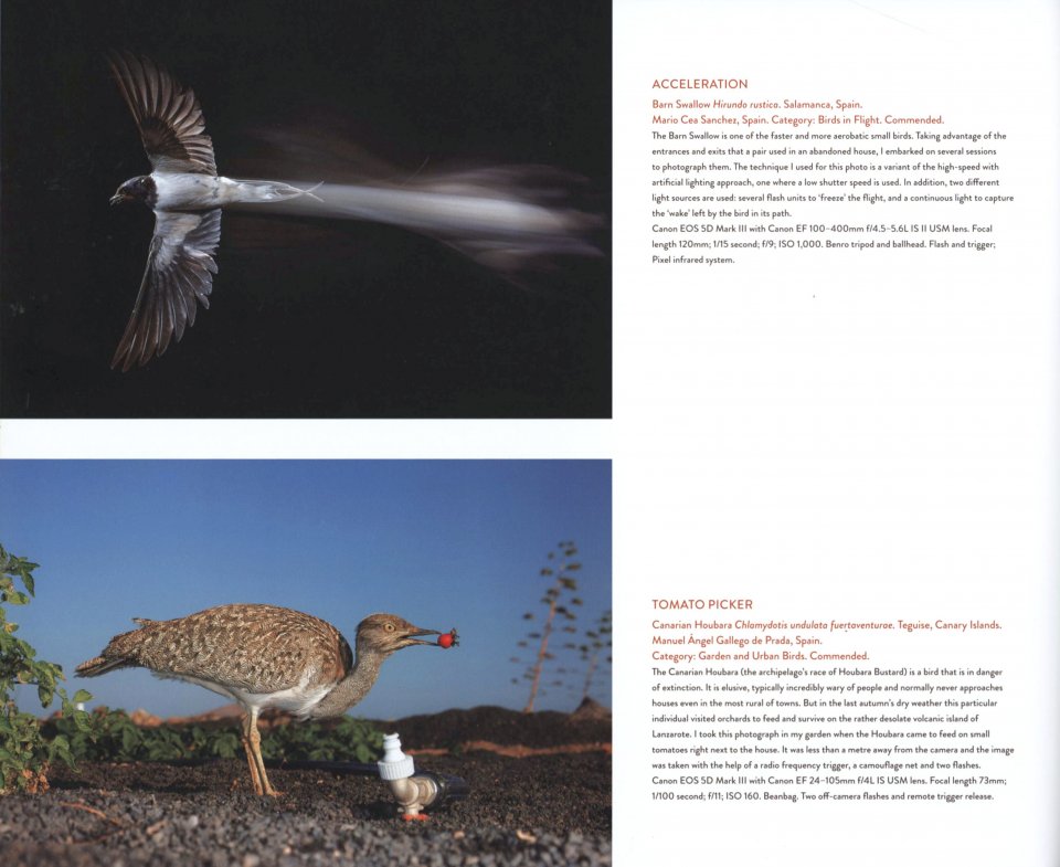 BIRD PHOTOGRAPHER OF THE YEAR. COLLECTION 4 5