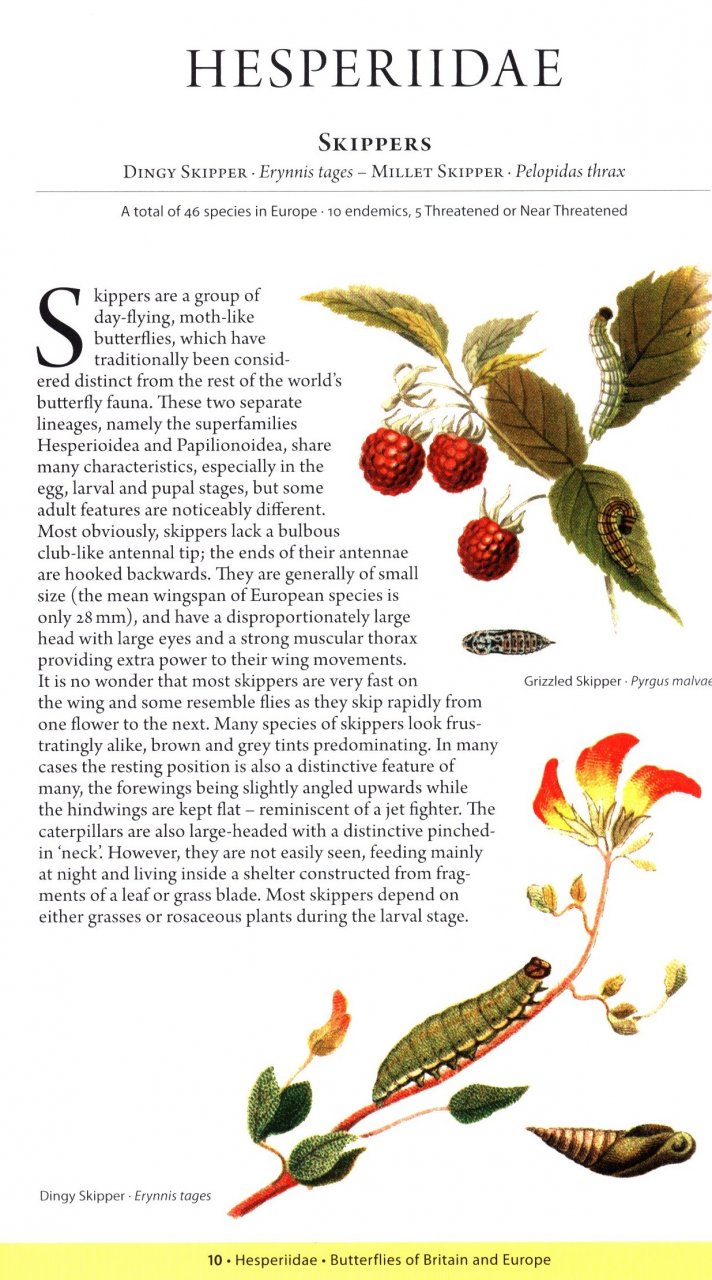 A NATURALIST'S GUIDE TO THE BUTTERFLIES OF BRITAIN AND NORTHERN EUROPE. 2 ED. 2