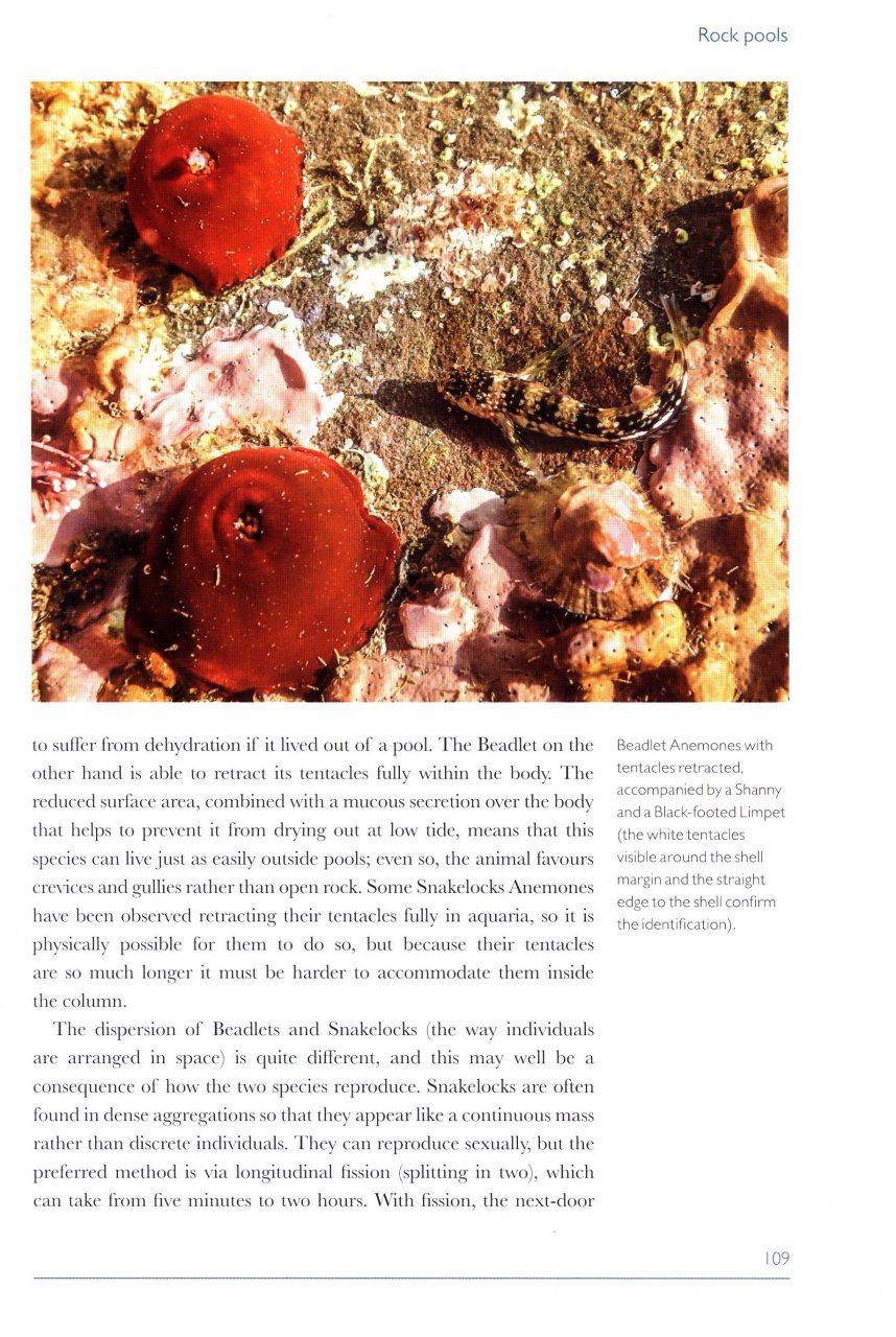 ROCKY SHORES 4