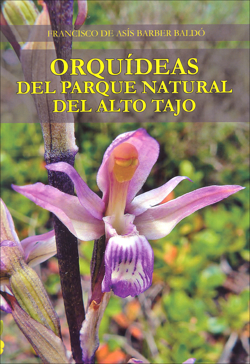 ORQUÍDEAS DEL PARQUE NATURAL DEL ALTO TAJO 1