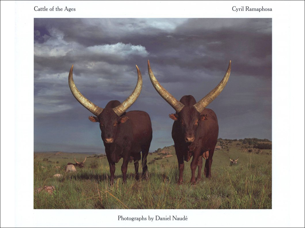 CATTLE OF THE AGES: ANKOLE CATTLE IN SOUTH AFRICA