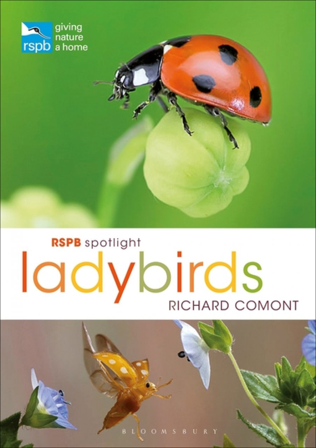 RSPB SPOTLIGHT: LADYBIRDS