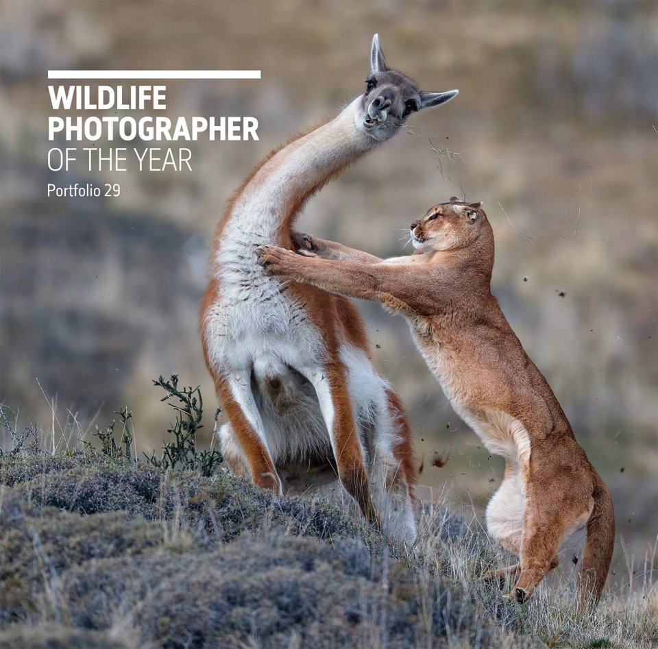 WILDLIFE PHOTOGRAPHER OF THE YEAR. PORTFOLIO 29