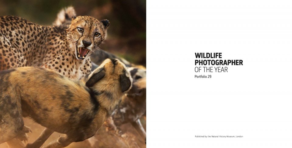 WILDLIFE PHOTOGRAPHER OF THE YEAR. PORTFOLIO 29 2