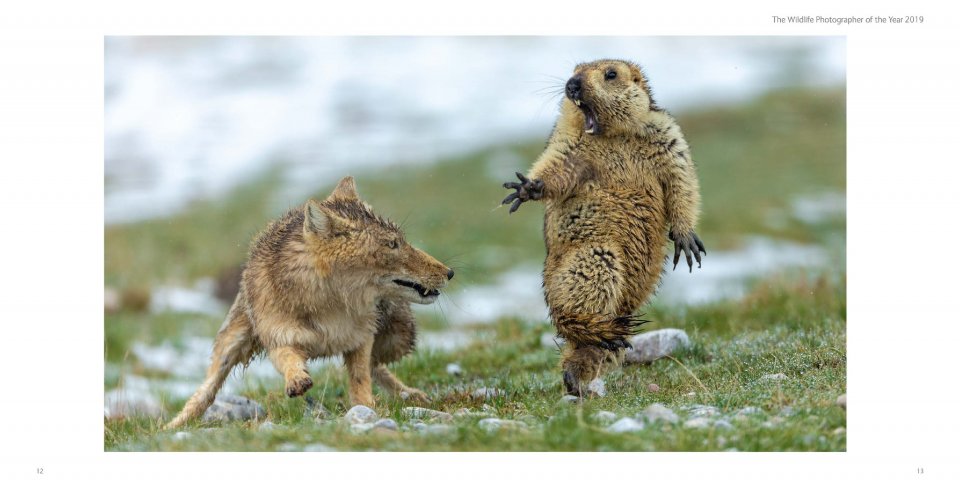 WILDLIFE PHOTOGRAPHER OF THE YEAR. PORTFOLIO 29 3