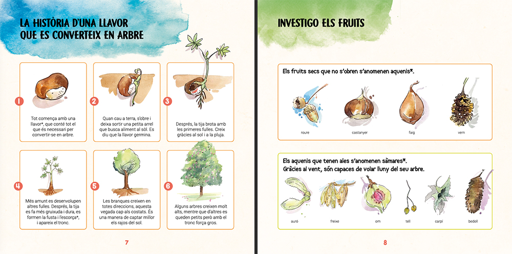 DESCOBREIXO ELS ARBRES I APRENC A RECONÉIXER-LOS 3