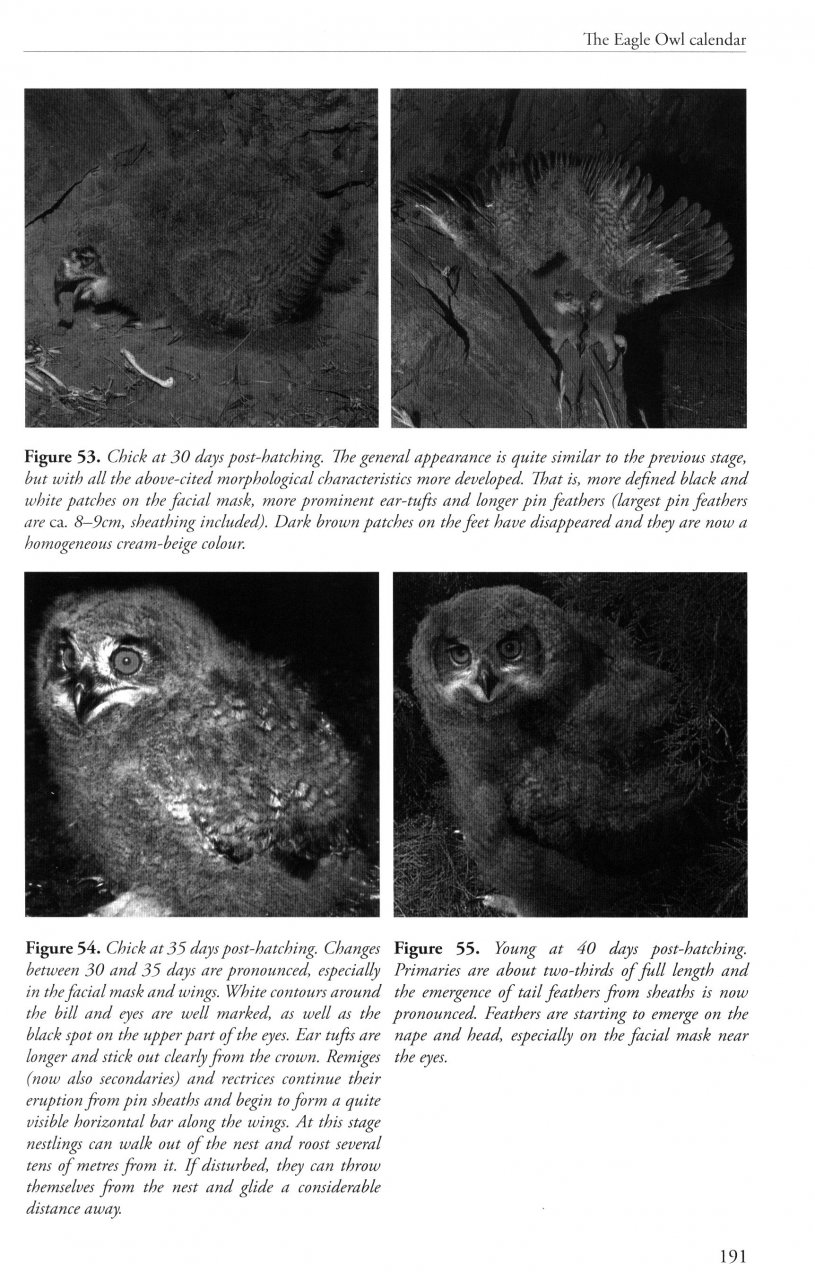 THE EAGLE OWL 4