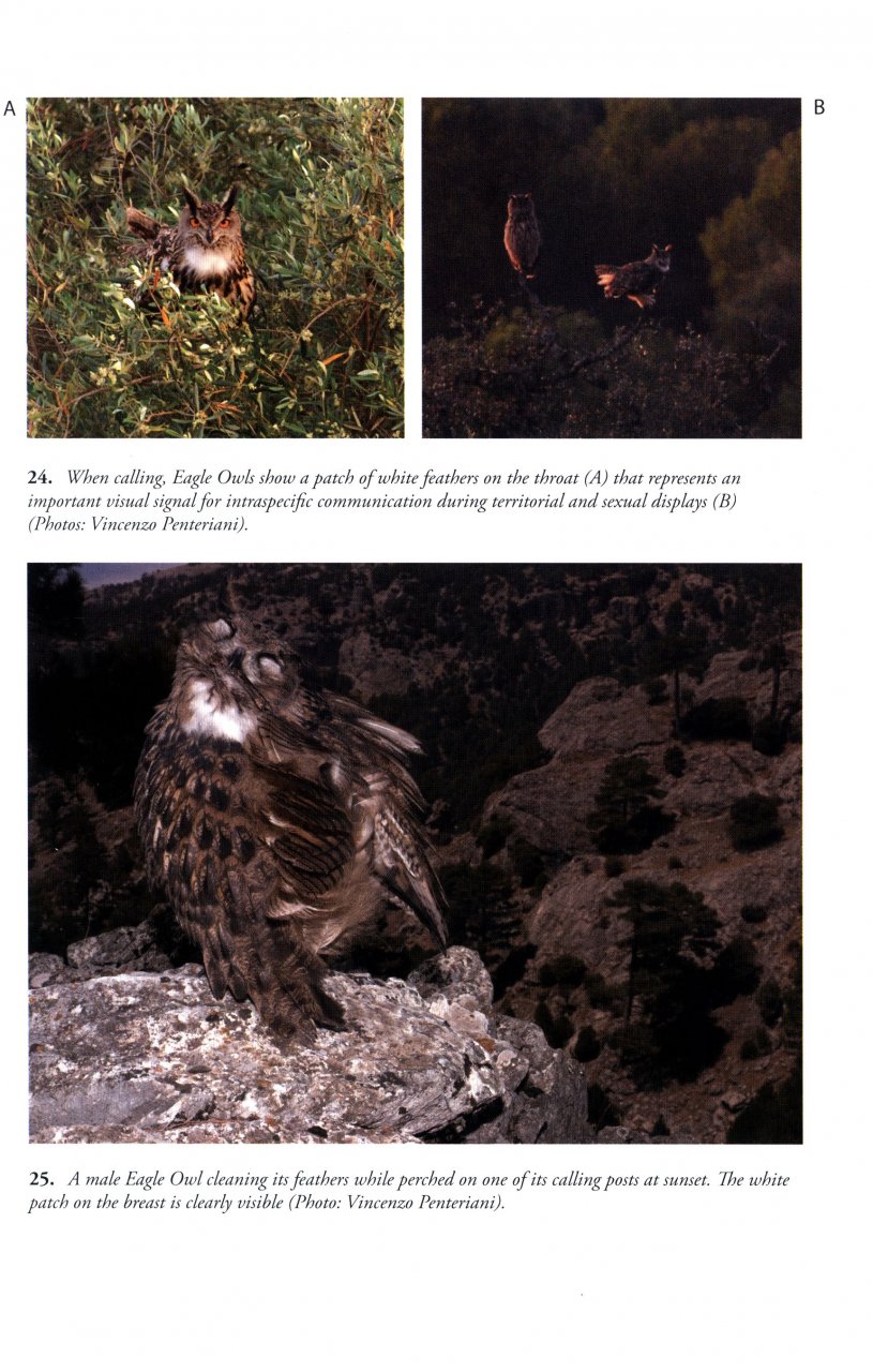 THE EAGLE OWL 7