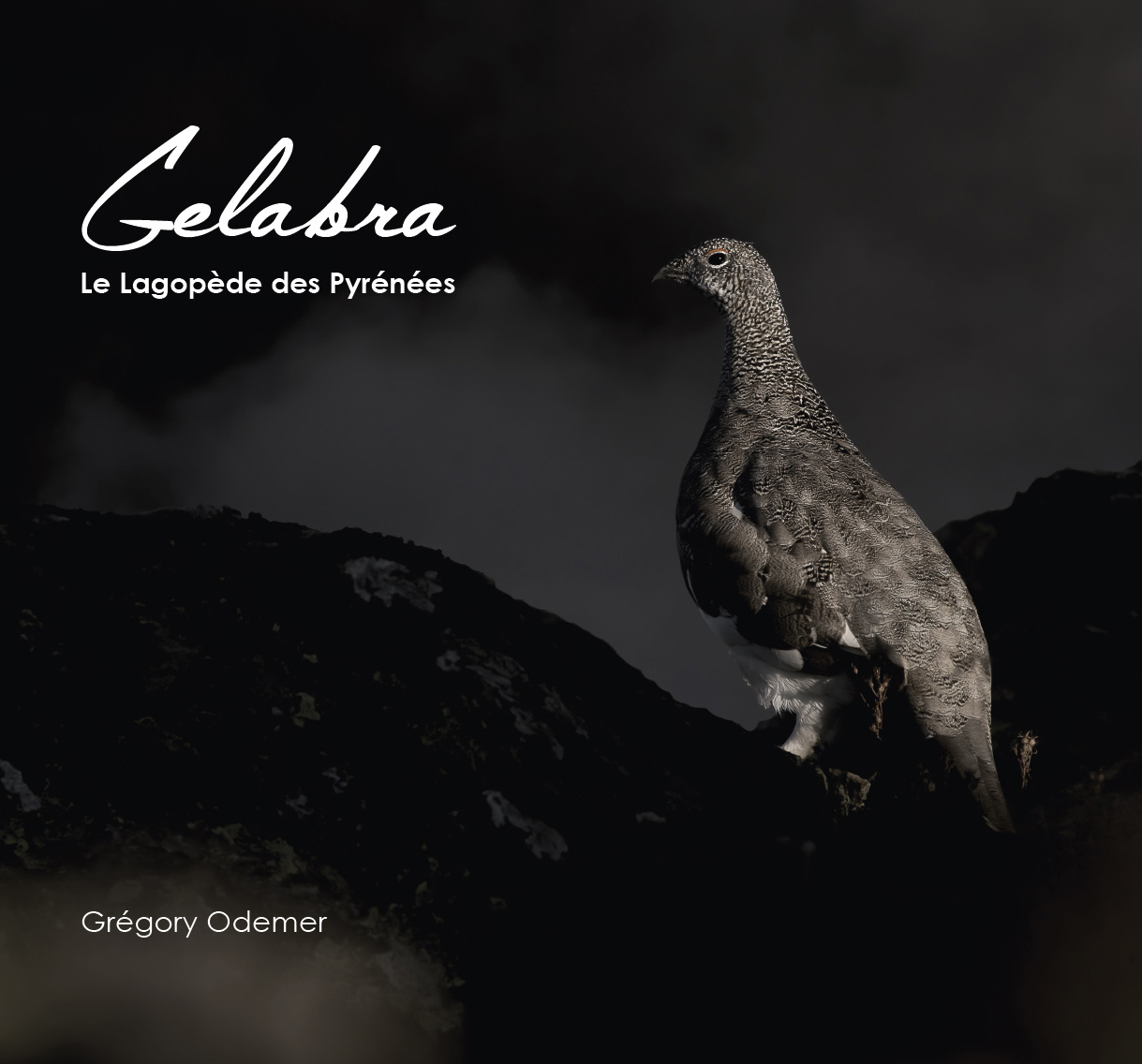 GELABRA, LE LAGOPÈDE DES PYRÉNÉES- ARIÈGE ET HAUTE-GARONNE 1