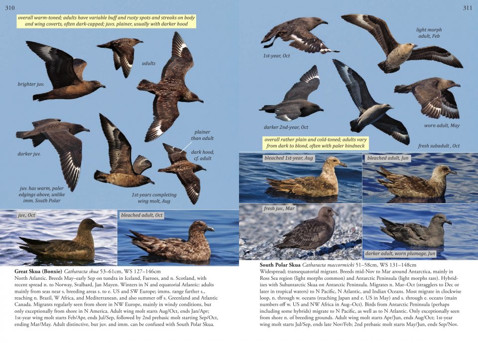 OCEANIC BIRDS OF THE WORLD 4