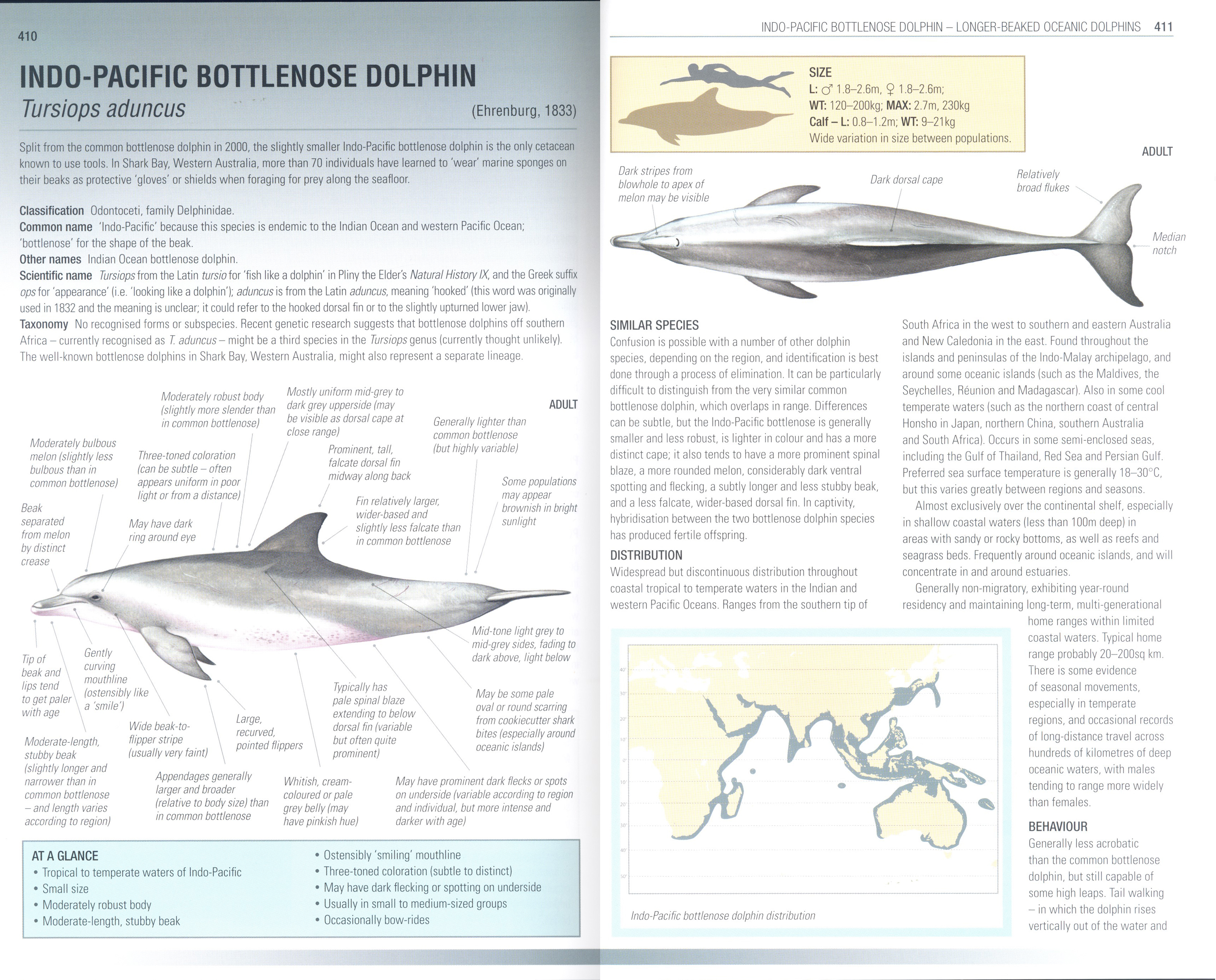 HANDBOOK OF WHALES, DOLPHINS AND PORPOISES 2