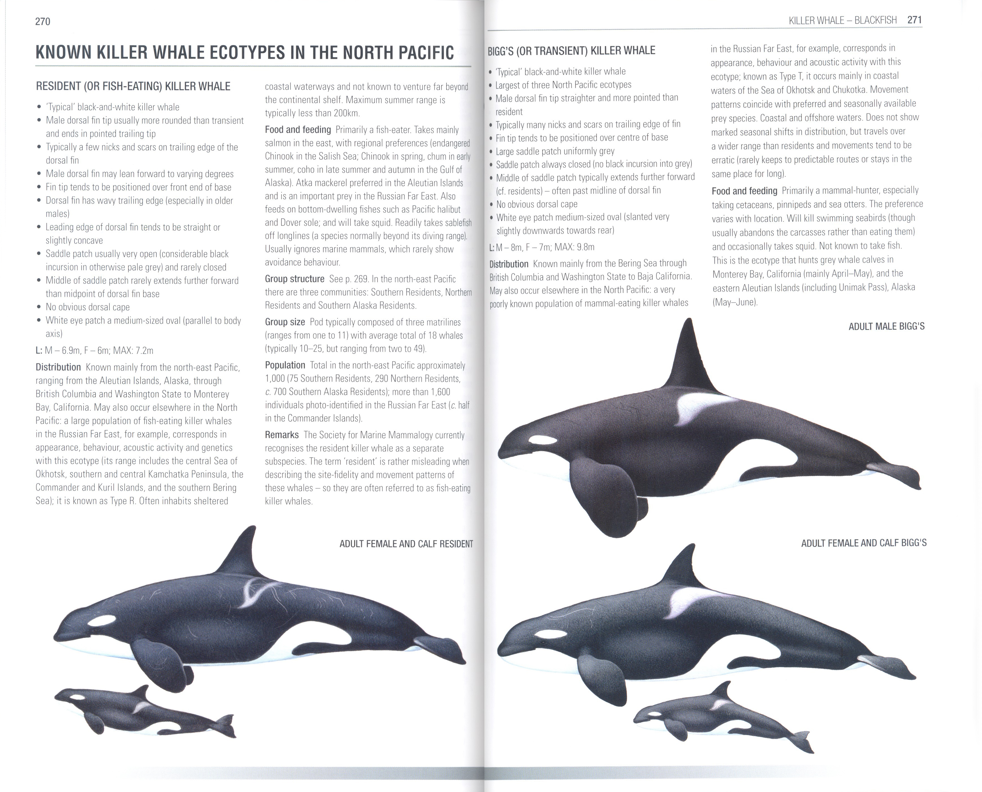 HANDBOOK OF WHALES, DOLPHINS AND PORPOISES 3