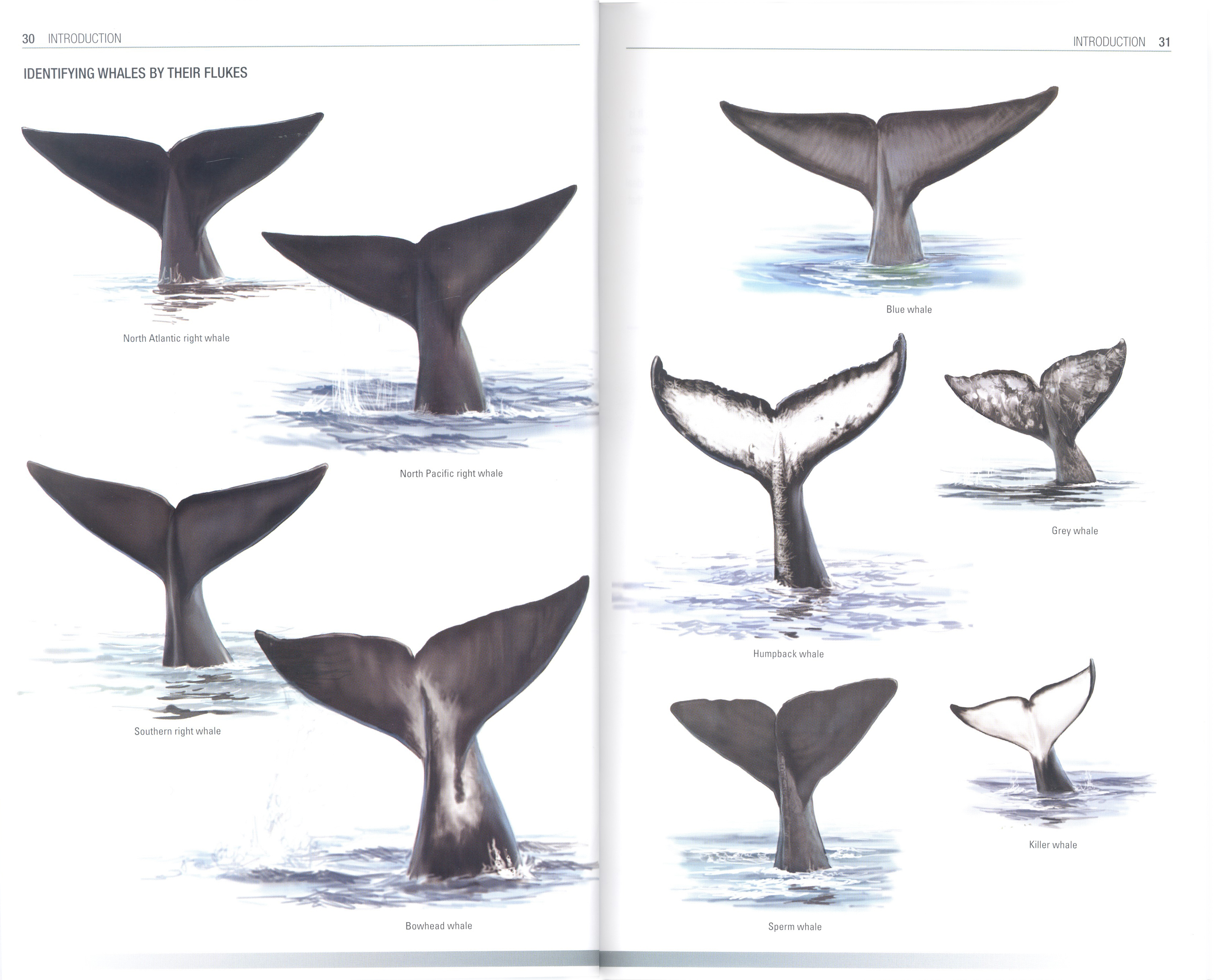 HANDBOOK OF WHALES, DOLPHINS AND PORPOISES 4