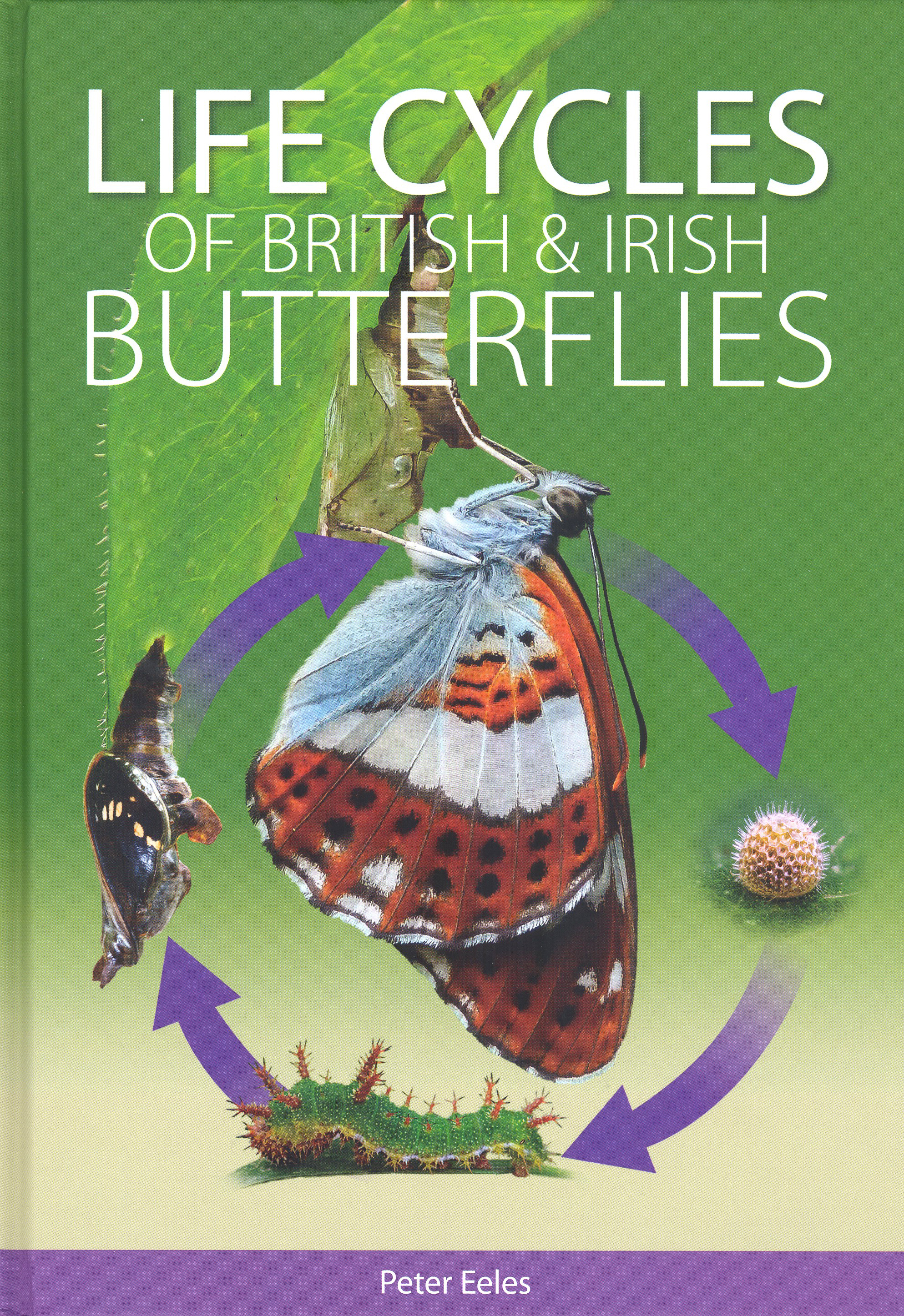 LIFE CYCLES OF BRITISH & IRISH BUTTERFLIES