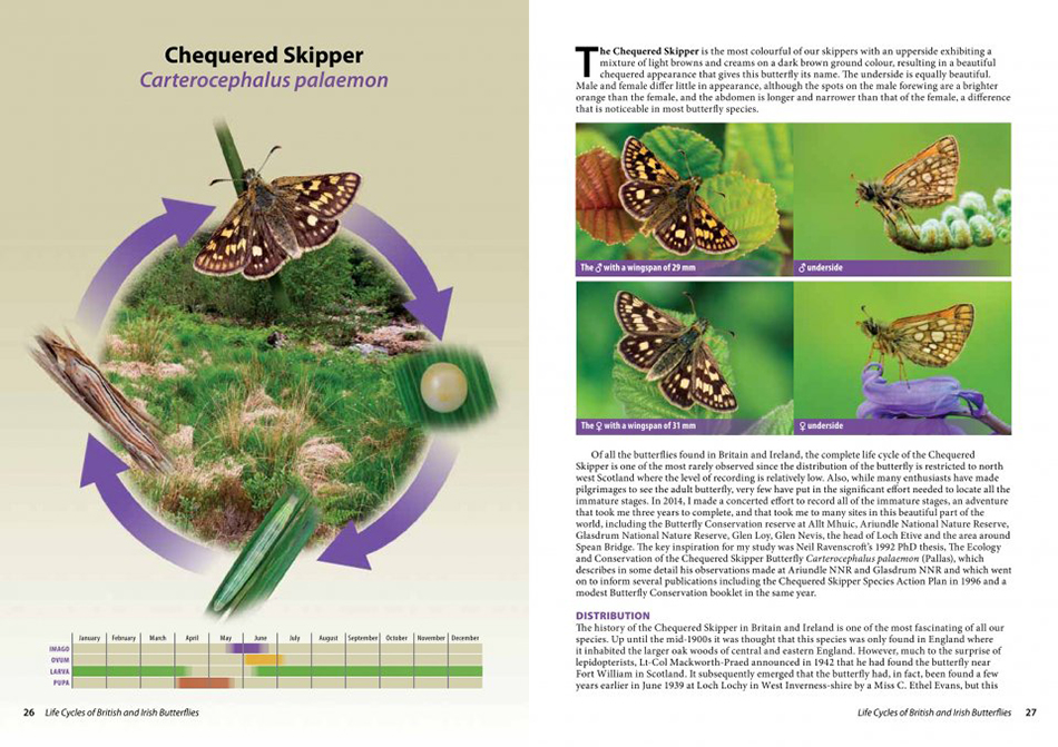 LIFE CYCLES OF BRITISH & IRISH BUTTERFLIES 2