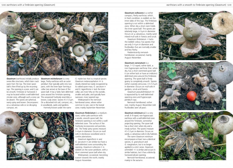 FUNGI OF TEMPERATE EUROPE. 2 VOLUME SET 3