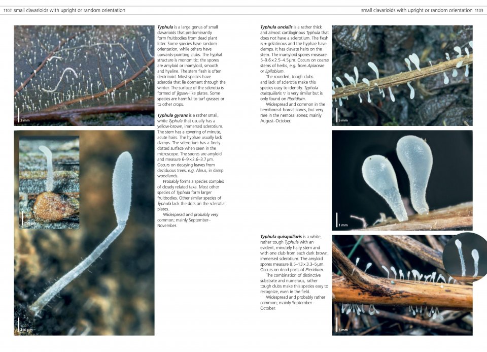FUNGI OF TEMPERATE EUROPE. 2 VOLUME SET 4