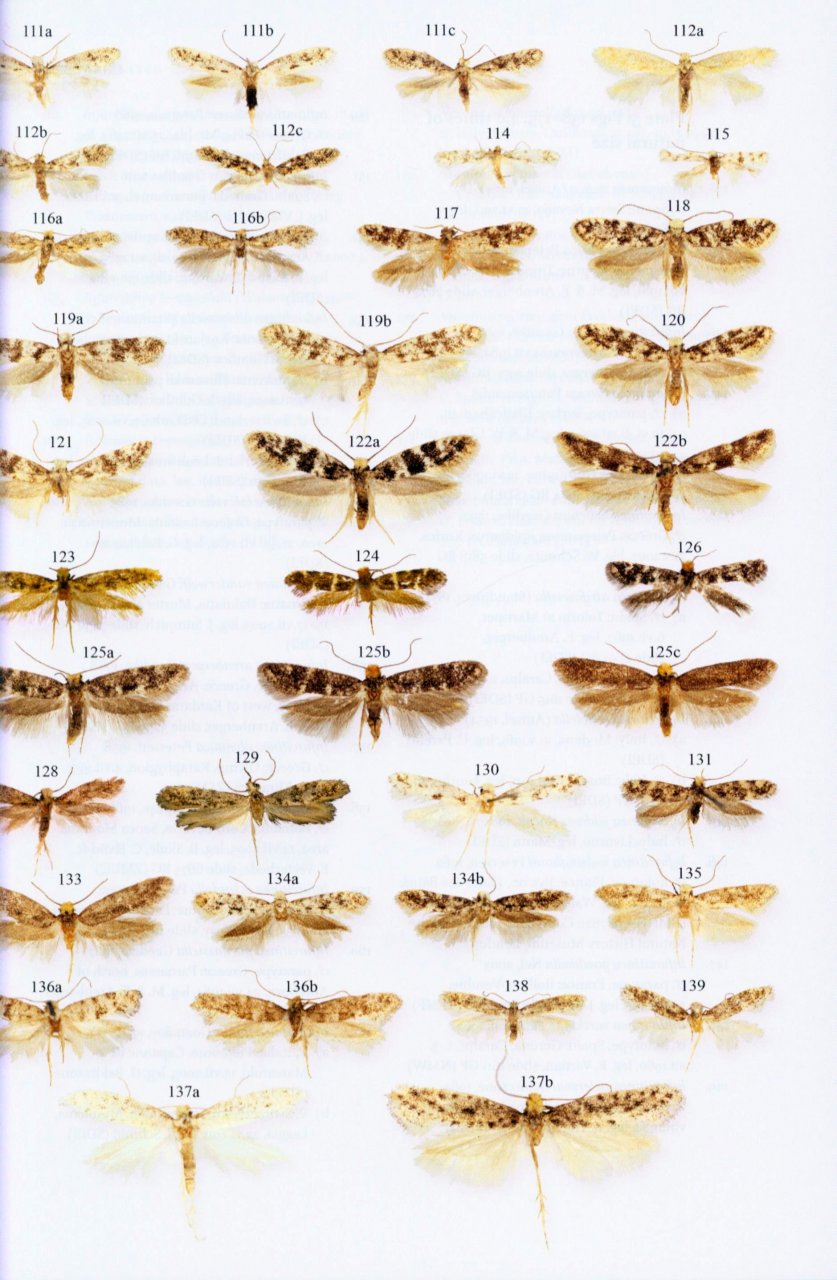 MICROLEPIDOPTERA OF EUROPE, VOLUME 7 TINEIDAE I (DRYADAULINAE, HAPSIFERINAE, EUPLOCAMINAE, SCARDIINAE, NEMAPOGONINAE AND MEESSIINAE) 3
