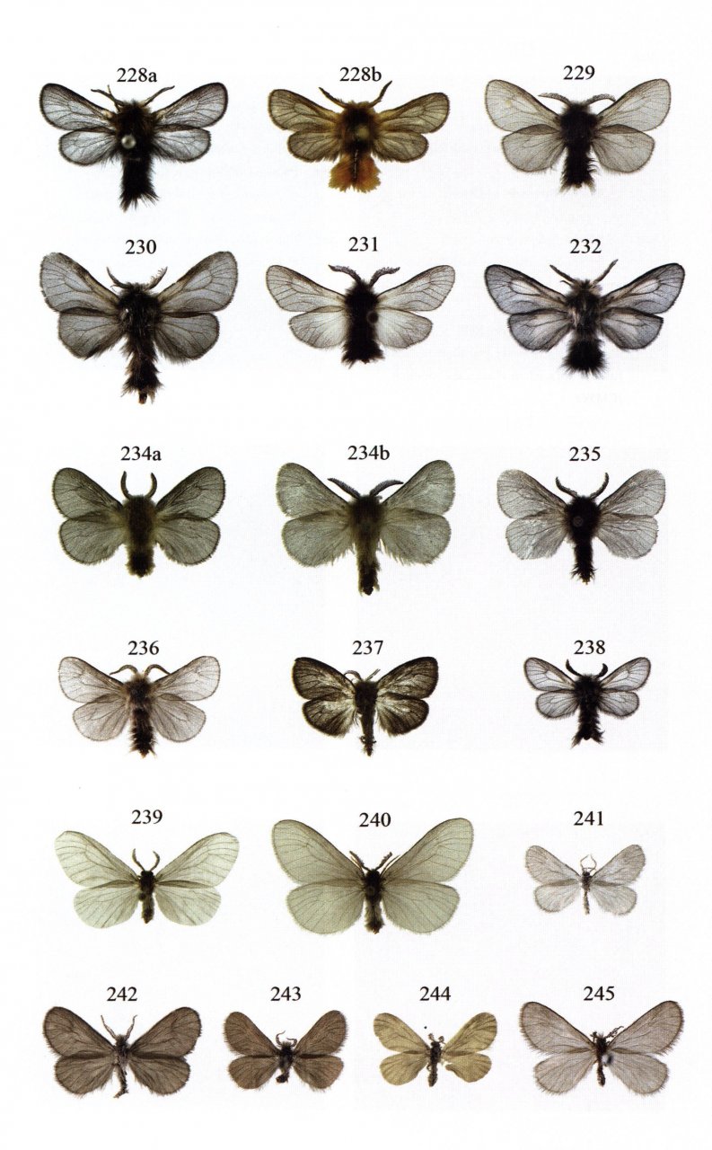 MICROLEPIDOPTERA OF EUROPE, VOLUME 8 PSYCHIDAE 3
