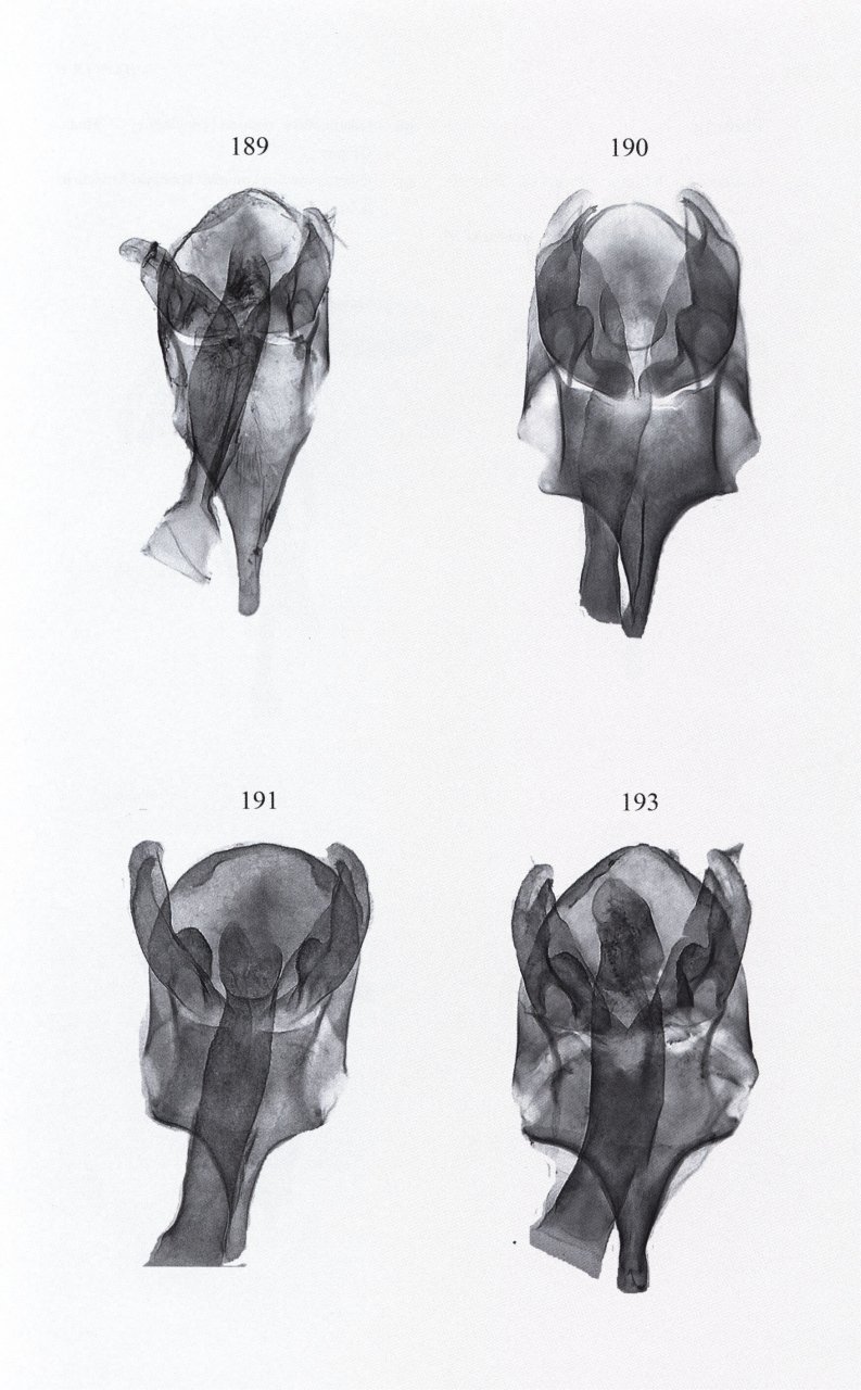 MICROLEPIDOPTERA OF EUROPE, VOLUME 8 PSYCHIDAE 4