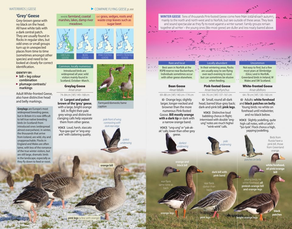 BRITISH BIRDS. A POCKET GUIDE 2