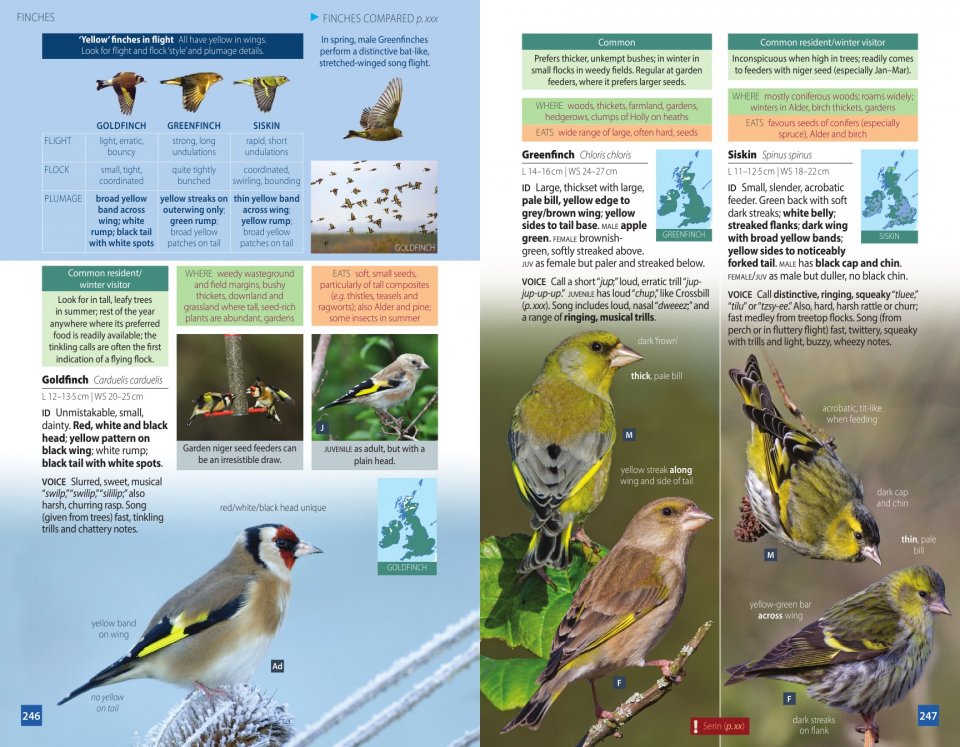 BRITISH BIRDS. A POCKET GUIDE 3
