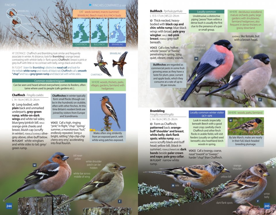 BRITISH BIRDS. A POCKET GUIDE 4