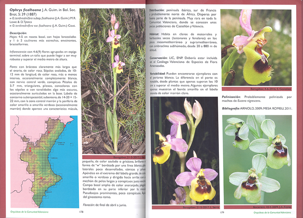 GUÍA DE LAS ORQUÍDEAS DE LA COMUNITAT VALENCIANA 3