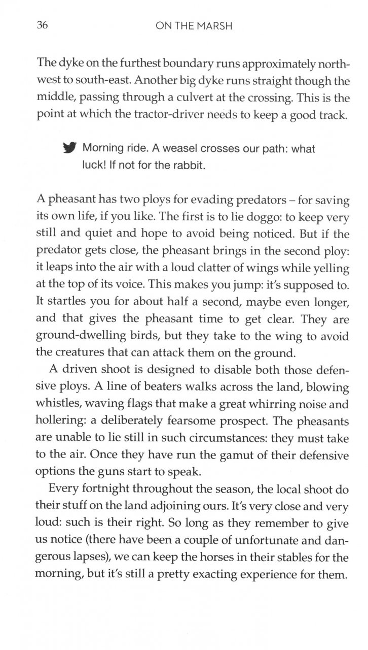 ON THE MARSH: A YEAR SURROUNDED BY WILDNESS AND WET 3