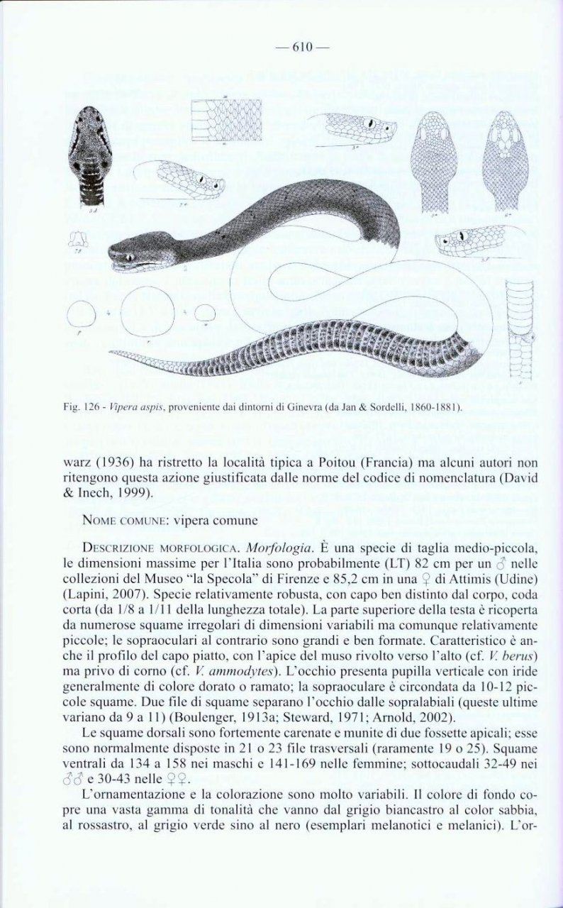 FAUNA D'ITALIA. REPTILIA VOL. XLV 2