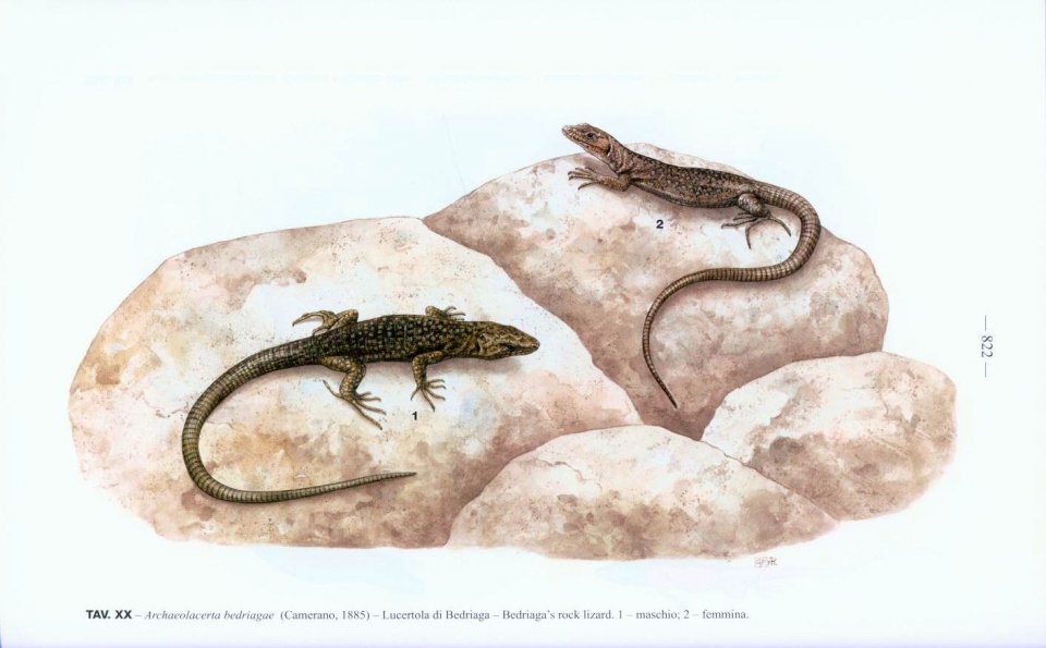 FAUNA D'ITALIA. REPTILIA VOL. XLV 3