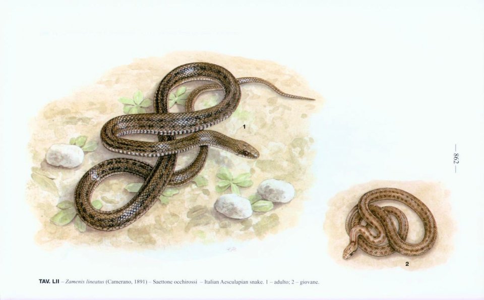 FAUNA D'ITALIA. REPTILIA VOL. XLV 4