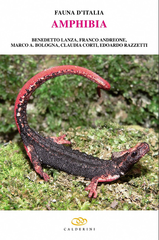 FAUNA D'ITALIA. AMPHIBIA. VOL. XLII